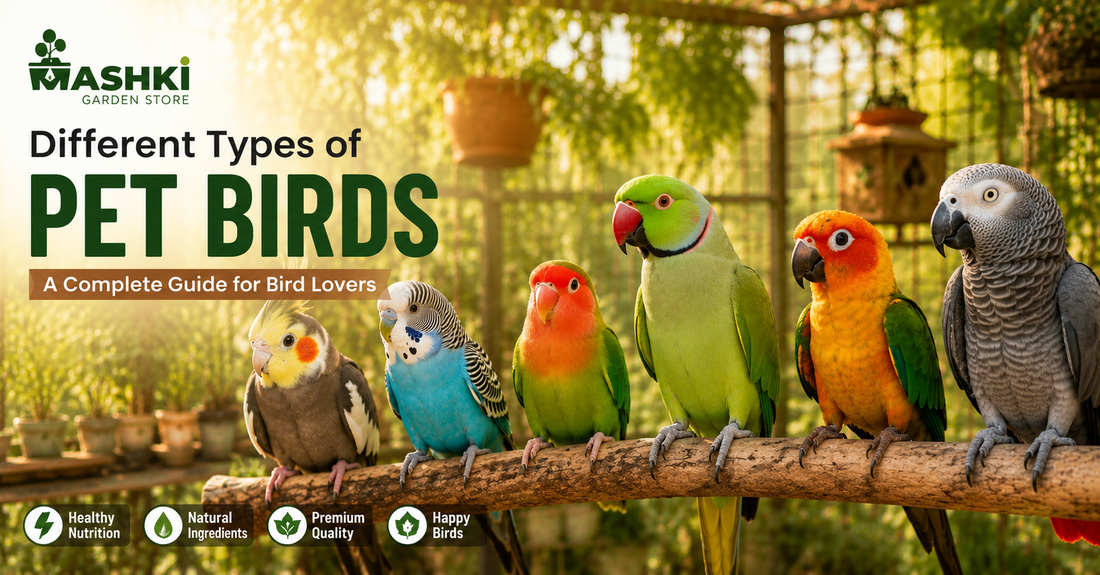 Different Types of Pet Birds: A Complete Guide for Bird Lovers