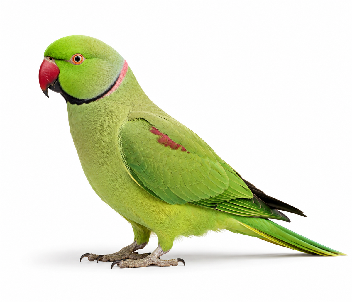 Parrots