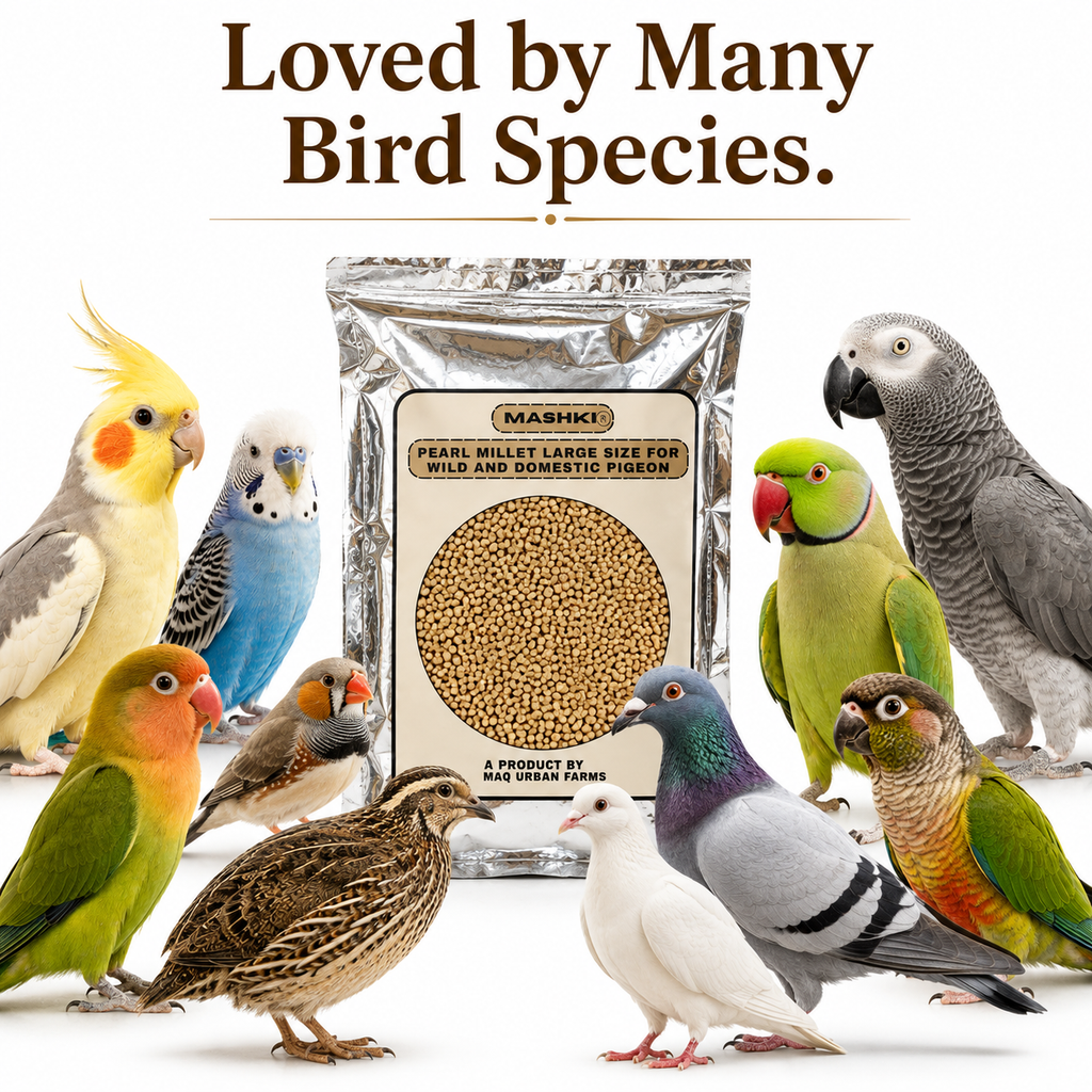 MASHKI Premium Pearl Millet (Bajra/Kambu) for Birds