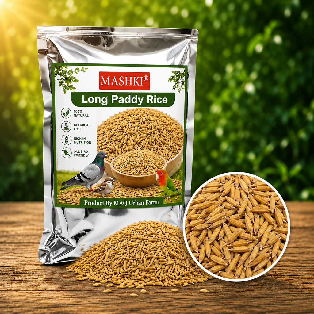 MASHKI Raw Basmati Rice Paddy (Nellu Seeds) for Birds