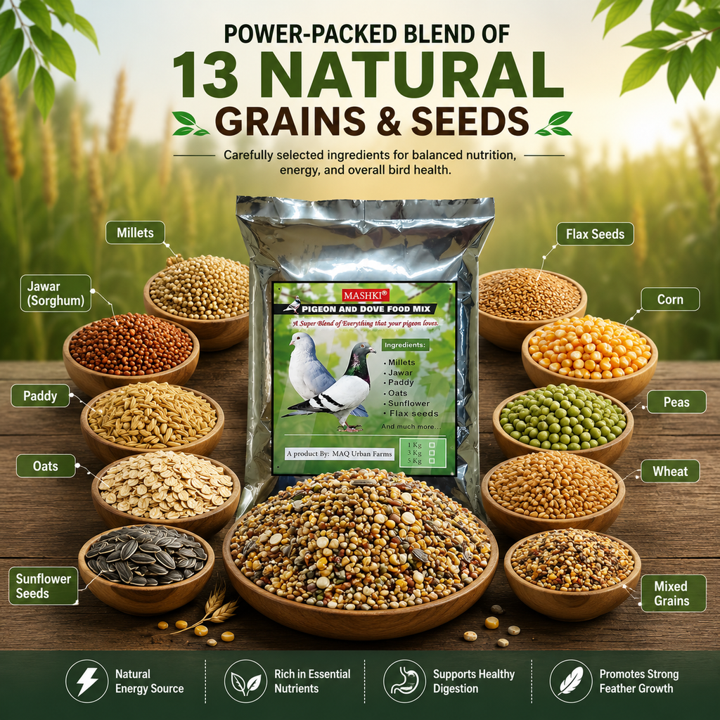 MASHKI Pigeon Food Mix (Kabootar Ka Dana)1kg – Nutritious Bird Feed for Pigeons & Doves