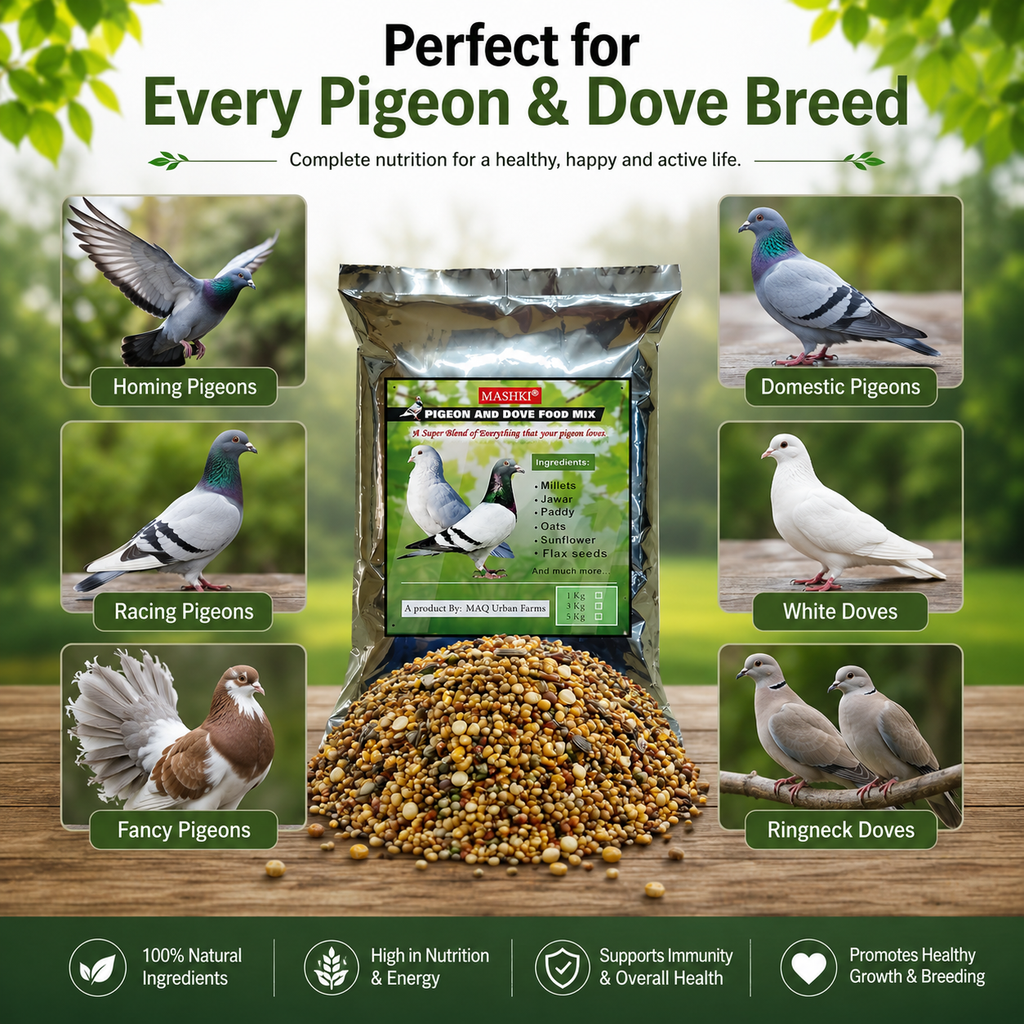 MASHKI Pigeon Food Mix (Kabootar Ka Dana)1kg – Nutritious Bird Feed for Pigeons & Doves