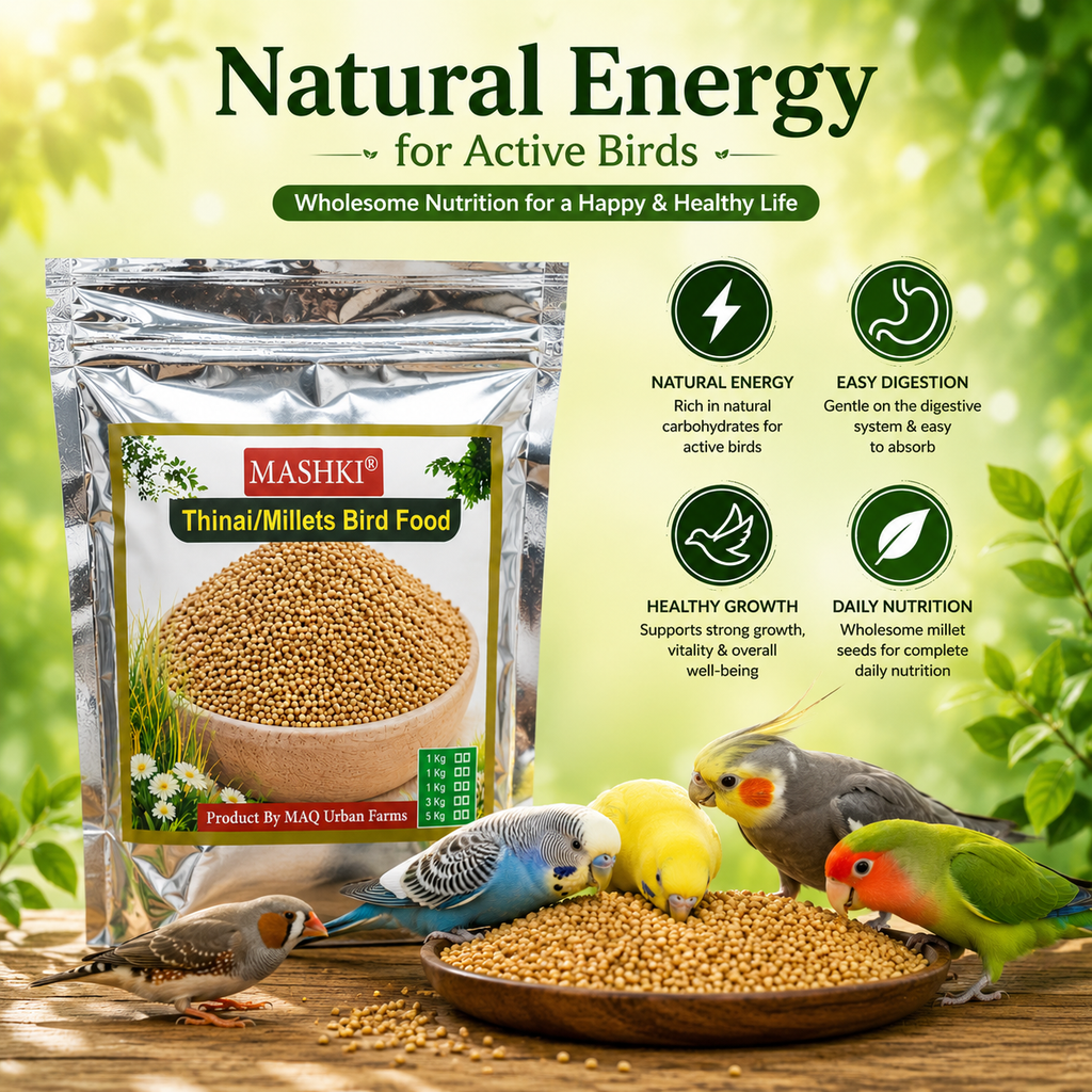 MASHKI Thinai (Millets) Bird Food | Premium Foxtail Millet Seeds for Pet Birds