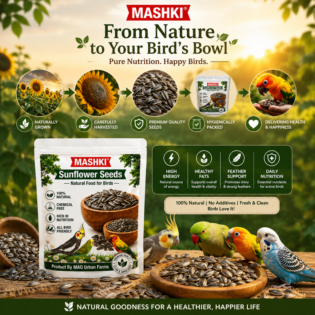 MASHKI Premium Sunflower Seeds Bird Food